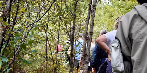 World Mental Health Day - Forest Bathing at Awaruku Bush Reserve