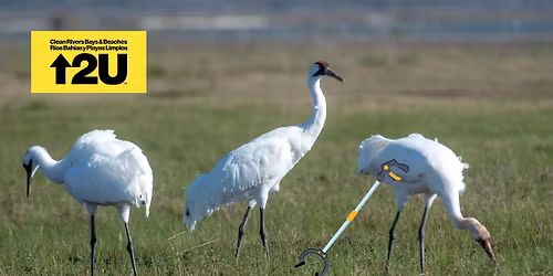 Cleanup for the Cranes