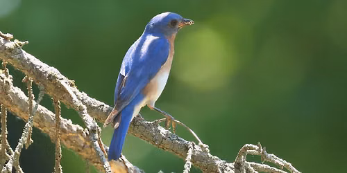 Become a Citizen Scientist: 7 Ways to Help Save Songbirds