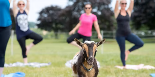 Goat Yoga at Springfield Manor
