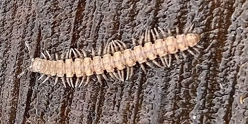 Bug Hunting at Kingcombe Meadows