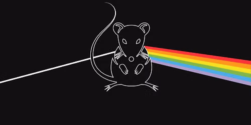 Halloween (performing Dark Side of the Moon and other songs) - Pour Fella's Pub