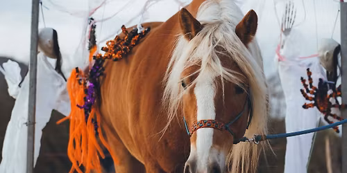 Concours Equifeel Haras Thadia 