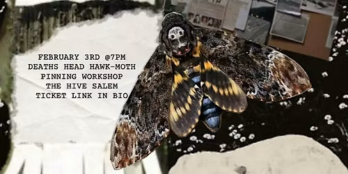 Deaths Head Hawk-Moth Pinning