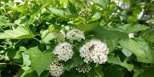 Native Alternatives to Popular Landscape Plants