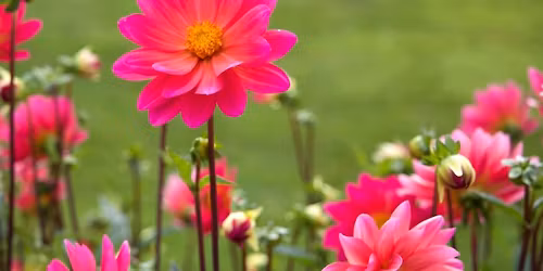 Summer Flower Workshop - Bellefonte