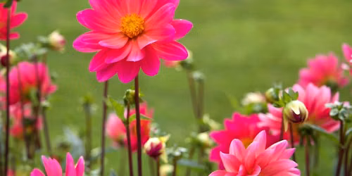 Summer Flower Workshop - Bellefonte