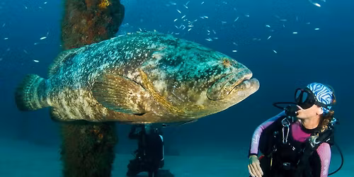 Goliath grouper and lobster Event