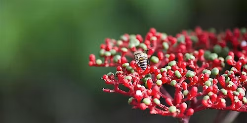 A Walk in God's Garden: Dairy Farm Nature Park (22 Aug 26)