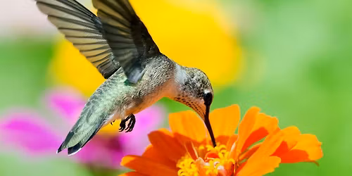 Hummingbird Habitats