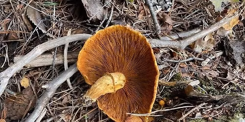 A magical morning of mushrooms and fungi treats 