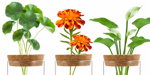 TPD\u2019s Houseplant Propagation Workshop!