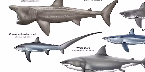 Shark Zone at Hatfield Marine Science Visitor Center