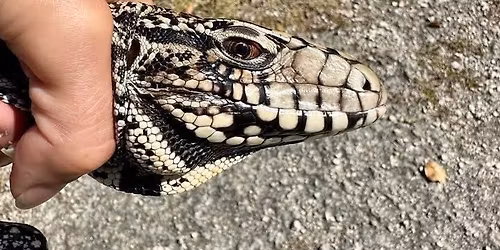 Turning Invasive Reptile Species into a Triumph for Natives