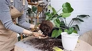 Houseplants, Propagating, & Repotting