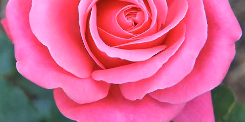 Rose Shamanic Plant Spirit Initiation  