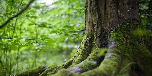 Day Retreat for Sangha - 1 Nov 2025 - SAVE THE DATE!!