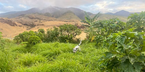 Olowalu Dog Ranch & Mauna Kah\u0101l\u0101wai Watershed Partnership