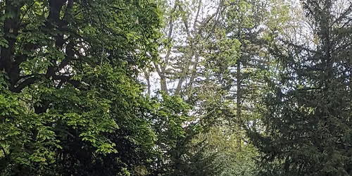 Group Therapy Walk in Cannon Hill Park