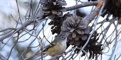 Fall Bird walk at FENCE