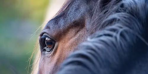 Kurz pr\u00e1ce s ko\u0148mi dle Maphia Horse 6.-7.6.2026