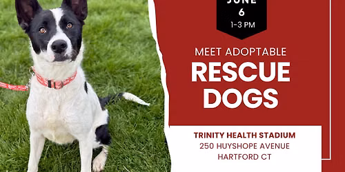 Adopt a Rescue Dog in Hartford CT