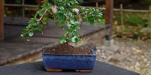 Bonsai Society Meeting - Tropical Plants as Bonsai
