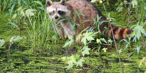 Mammals of Tenhave Walk