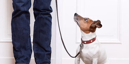 Intermediate Dog Training Class -Level 2