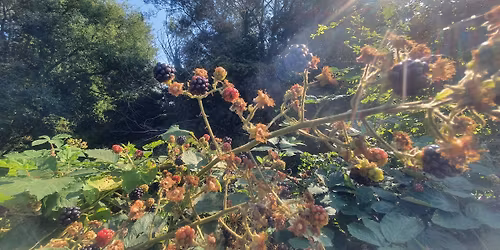 Beginners Foraging Walks in Stirchley