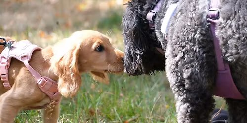 Waggy Walks - Burnham Beeches