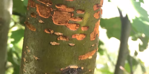 Rob Rich Presents Bird-shaped Forests: Interpreting Woodpecker Sign in Montana 