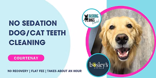 Dog\/Cat Teeth Cleaning - Courtenay