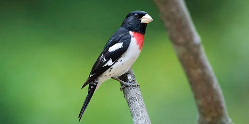 WBU Athens Bird Walk with Martin @ UGA Botanical Garden