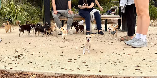 Thomas Oval - South Yarra - Chihuahua Meet-Up