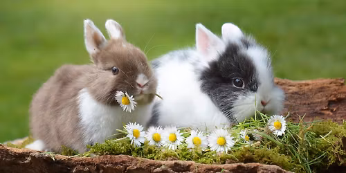 Easter Bunny Sessions