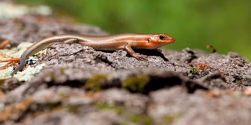 Scales & Tails: Ohio Reptiles (Mambourg Park)