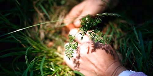 1-day Forage for Food and Medicine workshop - with Brigit-Anna McNeill