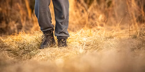 Dummy - komunikacja, motywacja i aport w pracy z retrieverem Vol.19