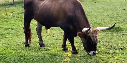 International Conference on Old Breeds