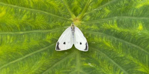 What's this bug in my backyard?