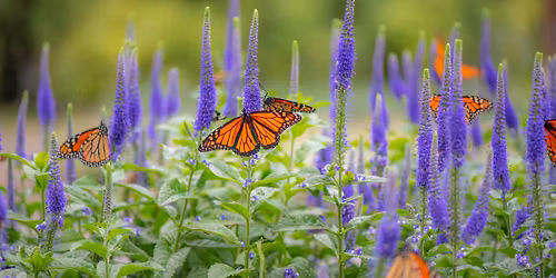 Pollinator Garden Bed Planning Workshop