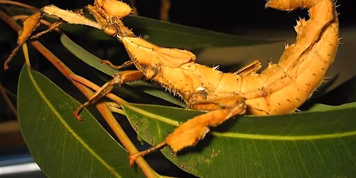 National Science Week: Media Lab: Mini-Beast Photography