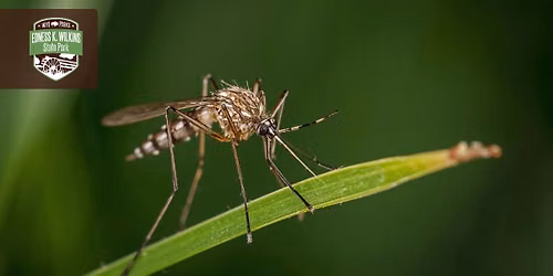 Living With Wildlife: Bugs