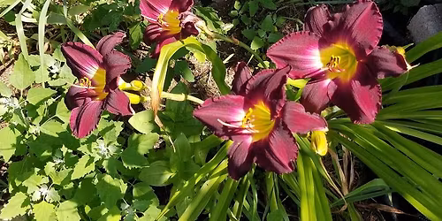 The Foundations of Therapeutic Touch (Levels 1&2)