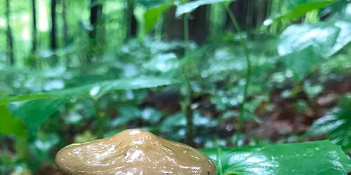 Wonders for All Ages: Mushrooms! - Coyote Run Nature Preserve