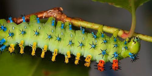 The Moth Ball