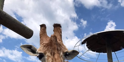 Let’s Talk at the Zoo! A day for communication and language!
