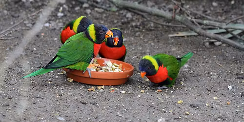 Tierischer Kindertag mit spannender Rallye