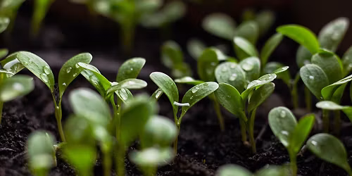 Gardening Q&A with One Seed Forward & Friends